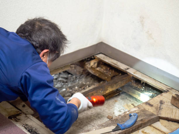 Best Professional Mold Removal  in Dale, IN