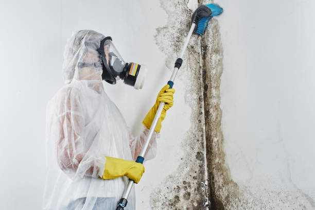 Best Residential Mold Removal  in Dale, IN