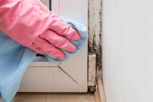 Best Office Mold Removal Services  in Dale, IN